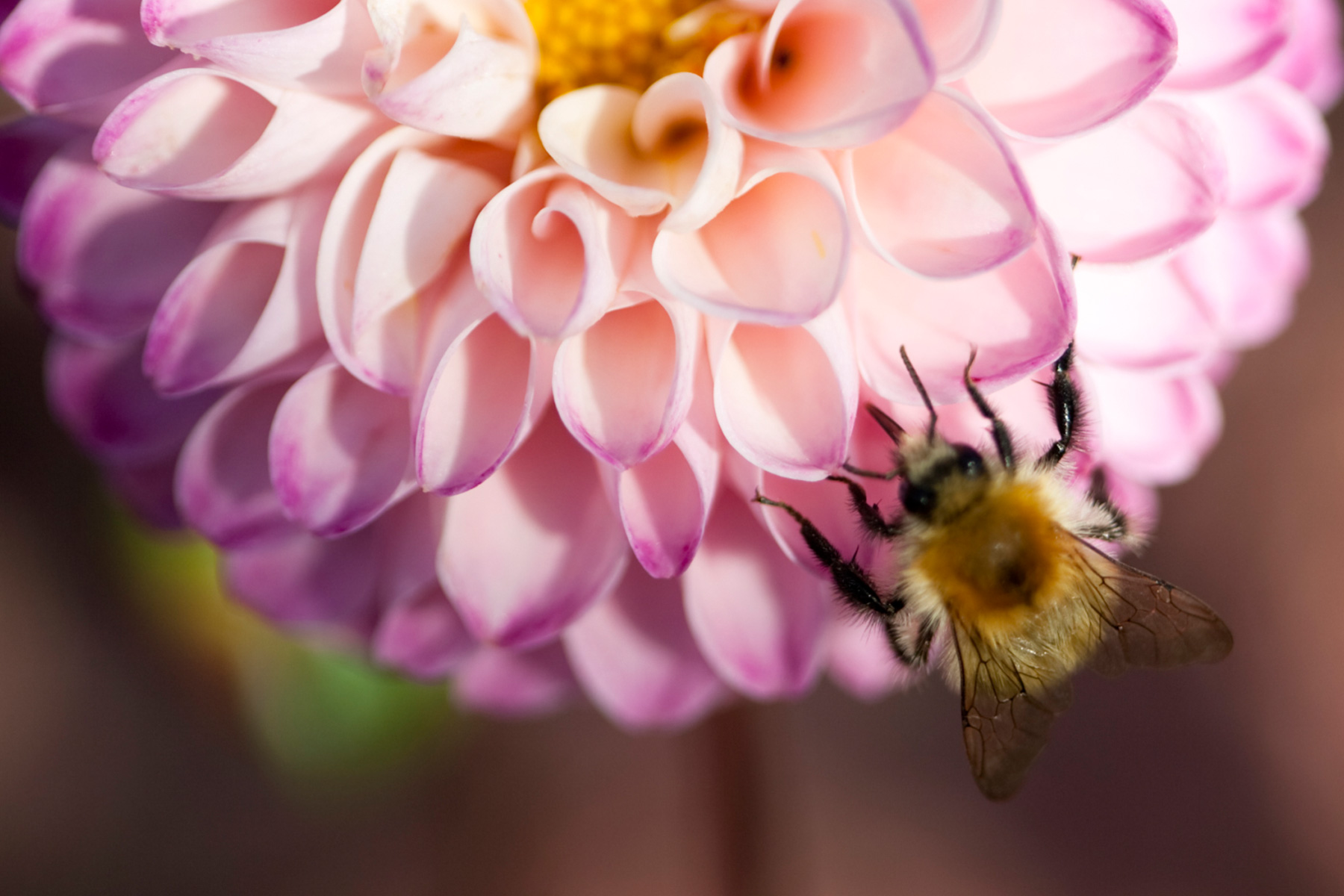 vivo x6 - vivo智能手机官方网站